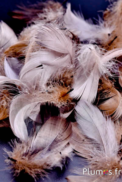 Gans - 08–12 cm - aarde  